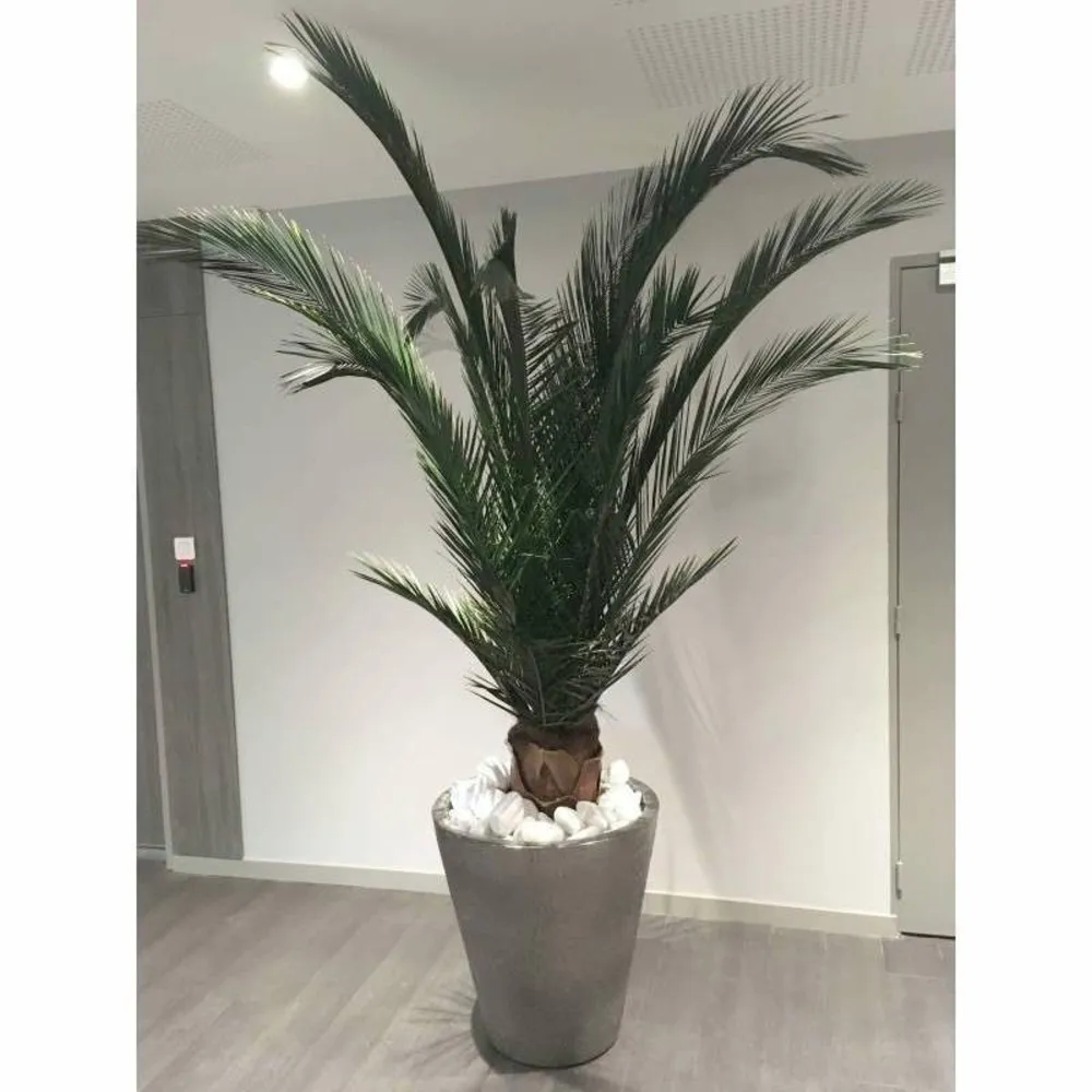 Palmier base phoenix naturel stabilisé 200 cm